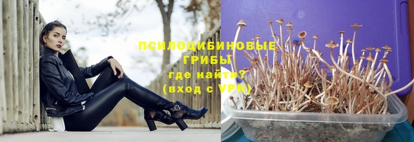прущие грибы Аркадак